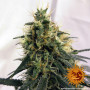 Cannabis seeds PINEAPPLE CHUNK from Barney's Farm at Smartshop-smartshop.ua®