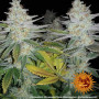 Cannabis seeds PINEAPPLE CHUNK from Barney's Farm at Smartshop-smartshop.ua®