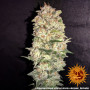 Cannabis seeds PINEAPPLE CHUNK from Barney's Farm at Smartshop-smartshop.ua®