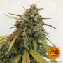 Семена конопли PINEAPPLE EXPRESS AUTO от Barney's Farm в Smartshop-smartshop.ua®