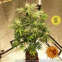 Семена конопли PINEAPPLE EXPRESS AUTO от Barney's Farm в Smartshop-smartshop.ua®