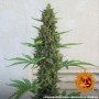 Семена конопли PINEAPPLE EXPRESS AUTO от Barney's Farm в Smartshop-smartshop.ua®