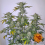 Cannabis seeds PINEAPPLE EXPRESS AUTO from Barney's Farm at Smartshop-smartshop.ua®