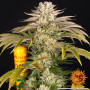Cannabis seeds PINEAPPLE EXPRESS from Barney's Farm at Smartshop-smartshop.ua®