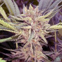 Семена конопли Platinum Scout Feminised Silver от Error Seeds - Smartshop-smartshop.ua®