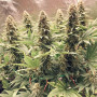 Cannabis seed variety POWER PLANT®