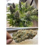 Семена конопли Power Plant Feminised Silver от Error Seeds - Smartshop-smartshop.ua®
