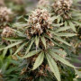 Семена конопли Power Plant Feminised Silver от Error Seeds - Smartshop-smartshop.ua®
