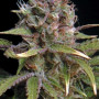 Семена конопли Out Of Space Feminized от Marley Seedbank - Smartshop-smartshop.ua®
