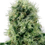 Семена конопли Power Plant Feminised Gold от Error Seeds - Smartshop-smartshop.ua®