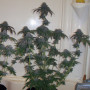 Семена конопли Auto Blue Cheese от Divine Seeds - Smartshop-smartshop.ua®