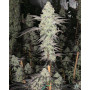 Семена конопли Wedding Cake Feminised Gold от Error Seeds - Smartshop-smartshop.ua®
