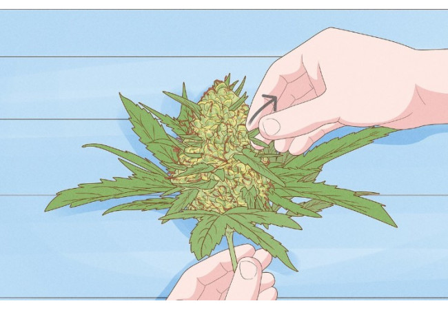 Types of curing marijuana