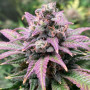 Семена конопли Auto Purple Opium от Divine Seeds - Smartshop-smartshop.ua®