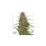 Cannabis seed variety PURPLE #1®
