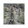 Cannabis seed variety PURPLE #1®