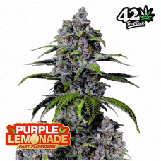 Purple LEMONADE FF