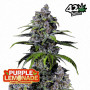 Cannabis seed variety Purple LEMONADE FF