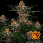 Cannabis seeds PURPLE PUNCH AUTO from Barney's Farm at Smartshop-smartshop.ua®