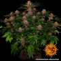 Cannabis seeds PURPLE PUNCH AUTO from Barney's Farm at Smartshop-smartshop.ua®