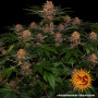 Cannabis seeds PURPLE PUNCH AUTO from Barney's Farm at Smartshop-smartshop.ua®