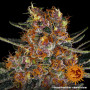 Cannabis seeds PURPLE PUNCH AUTO from Barney's Farm at Smartshop-smartshop.ua®