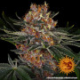 Cannabis seeds PURPLE PUNCH AUTO from Barney's Farm at Smartshop-smartshop.ua®