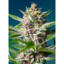 Cannabis seed variety PURPLE PUNCH OG®