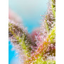 Cannabis seed variety PURPLE PUNCH OG®