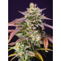 Cannabis seed variety PURPLE PUNCH OG XL AUTO®