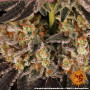 Семена каннабиса Purple Punch x Lemon Drizzle