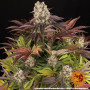 Семена каннабиса Purple Punch x Lemon Drizzle