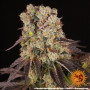 Семена каннабиса Purple Punch x Lemon Drizzle