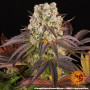Семена каннабиса Purple Punch x Lemon Drizzle