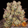 Семена каннабиса Purple Punch x Lemon Drizzle