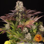 Семена каннабиса Purple Punch x Lemon Drizzle