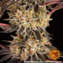 Семена каннабиса Purple Punch x Lemon Drizzle