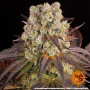 Семена каннабиса Purple Punch x Lemon Drizzle