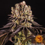 Cannabis seeds PURPLE PUNCH from Barney's Farm at Smartshop-smartshop.ua®