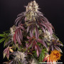 Cannabis seeds PURPLE PUNCH from Barney's Farm at Smartshop-smartshop.ua®