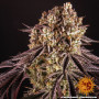 Cannabis seeds PURPLE PUNCH from Barney's Farm at Smartshop-smartshop.ua®