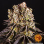 Cannabis seeds PURPLE PUNCH from Barney's Farm at Smartshop-smartshop.ua®