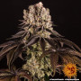 Cannabis seeds PURPLE PUNCH from Barney's Farm at Smartshop-smartshop.ua®