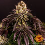 Семена конопли PURPLE PUNCH от Barney's Farm в Smartshop-smartshop.ua®