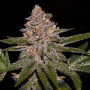 Семена конопли Radical Jiuce Feminised Silverr от Error Seeds - Smartshop-smartshop.ua®