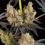 Семена каннабиса Rainbow Sherbet