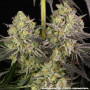 Семена каннабиса Rainbow Sherbet