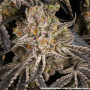 Семена каннабиса Rainbow Sherbet