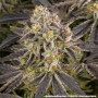 Семена каннабиса Rainbow Sherbet