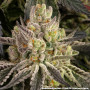 Семена каннабиса Rainbow Sherbet